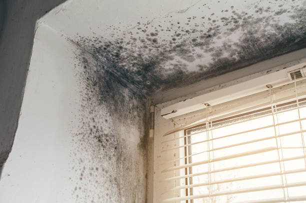 Affordable Mold Cleanup solutions in Milroy, PA
